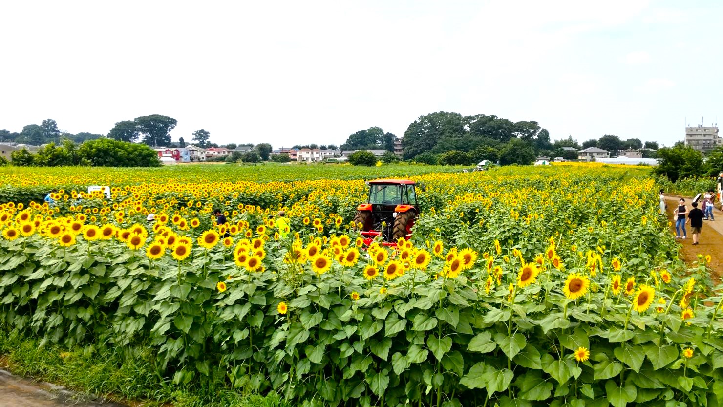 満開のヒマワリが並ぶ「清瀬ひまわりフェスティバル」 © 瀧澤伸夫