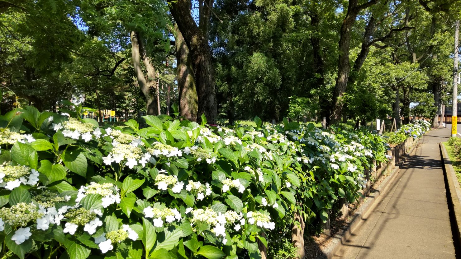 6月の「紫陽花ロードパーク」の様子　© 瀧澤伸夫