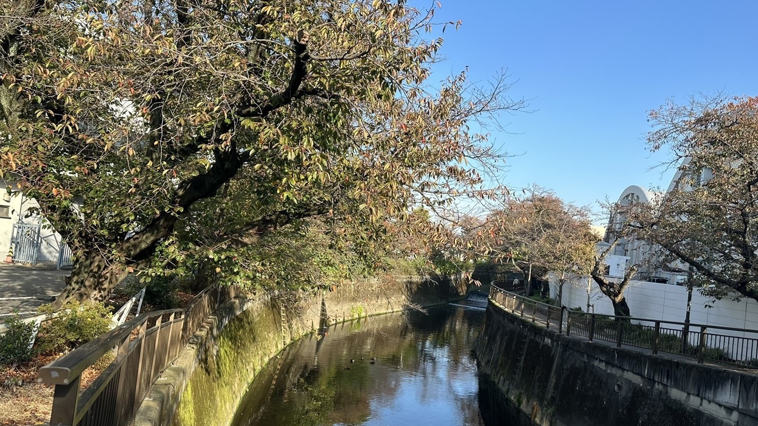仙川ウォーキングコース