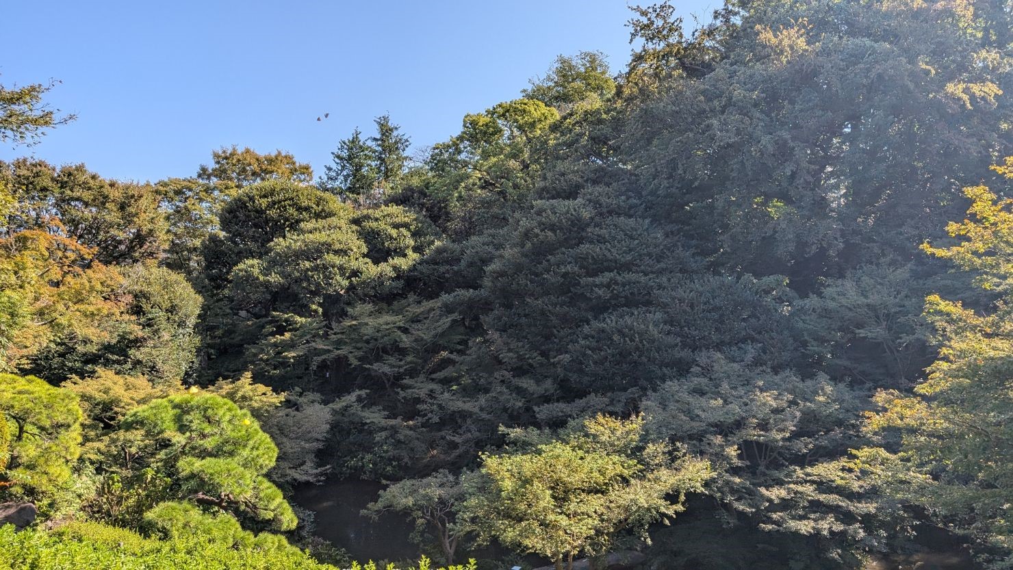 本当に五反田駅から徒歩15分の距離なのが信じられない池田山公園の景色