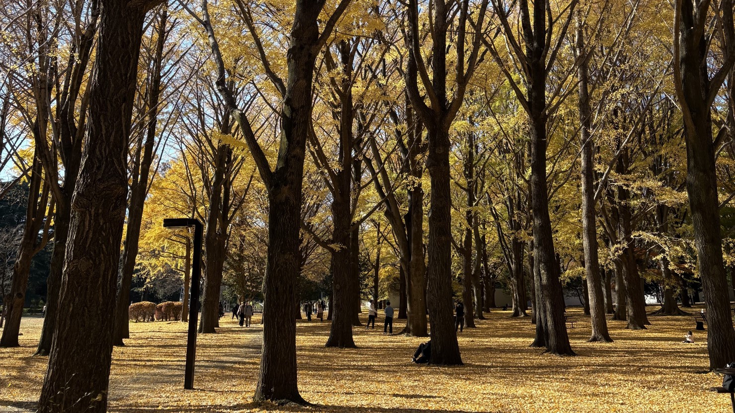 代々木公園内の様子（12月になると銀杏の絨毯がとても美しい。）