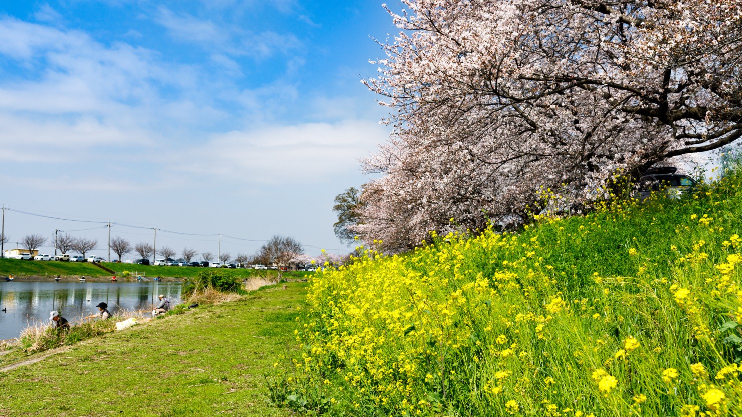 びん沼自然公園の桜並木と菜の花