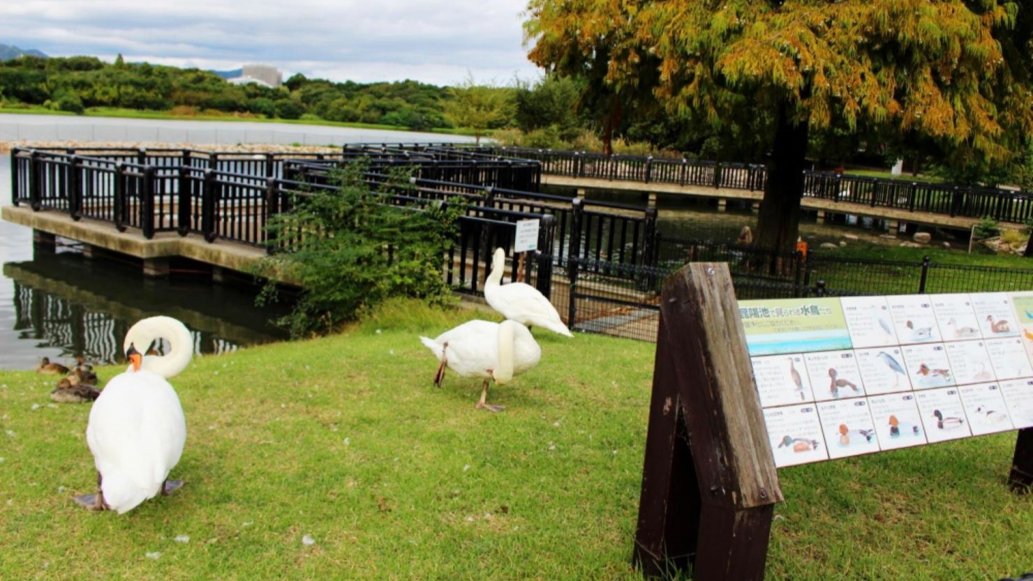 昆陽池公園