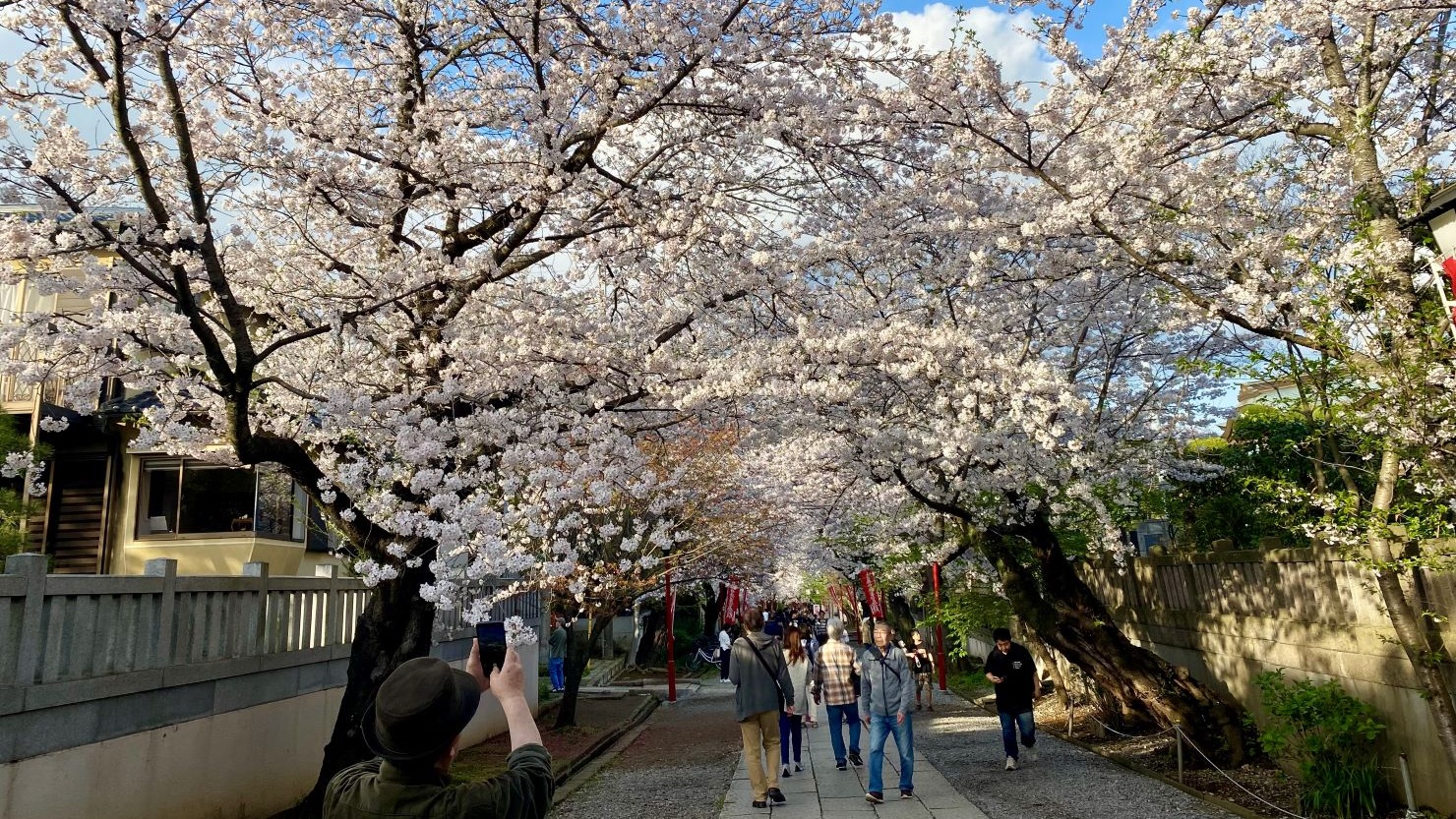 春の法華経寺の参道