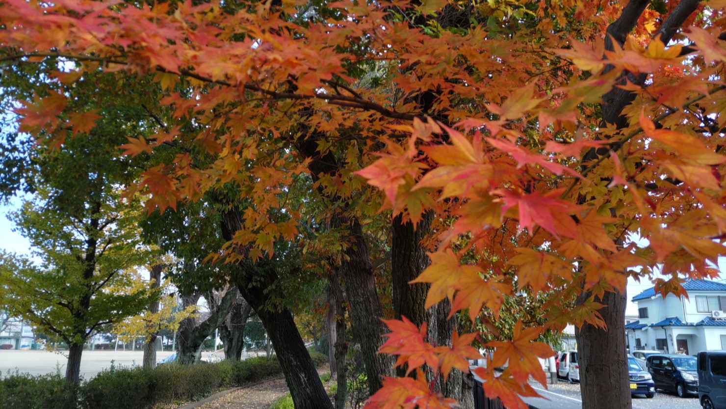 東原公園の散歩コースを彩る椛