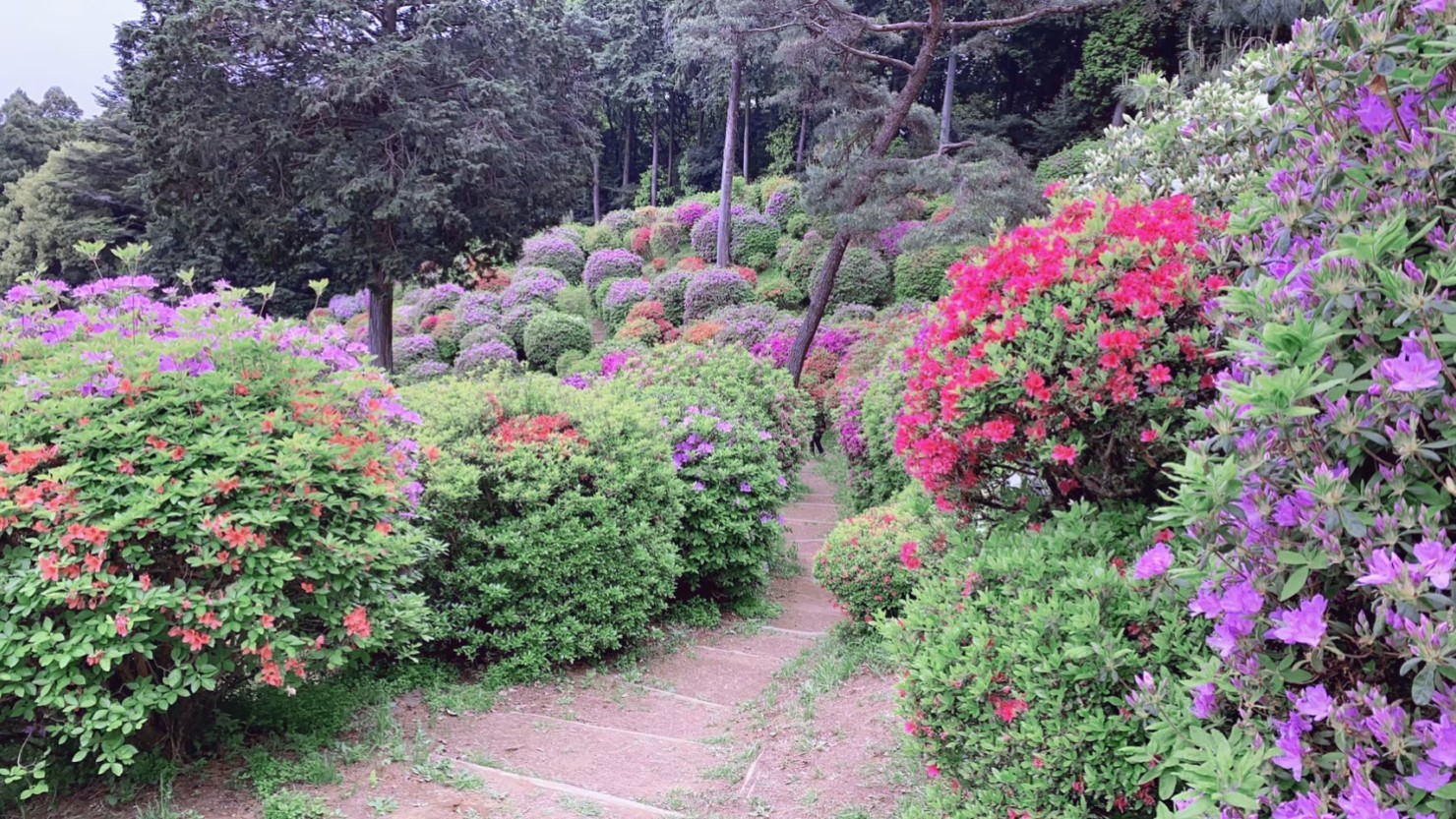 別格本山　塩船観音寺のつつじ