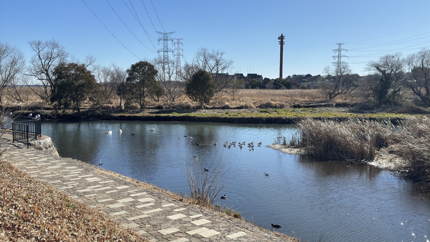 北柏ふるさと公園から見た大堀川