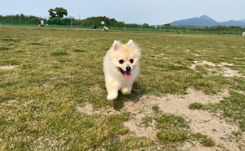 ポメラニアンと暮らす私の体験談！おさえておきたい飼い方としつけのポイントを紹介