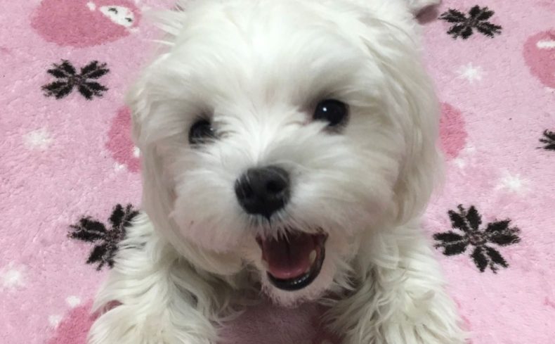 「マルチーズ」は飼いやすい？7年間一緒に暮らしている私が飼い方や魅力を紹介！