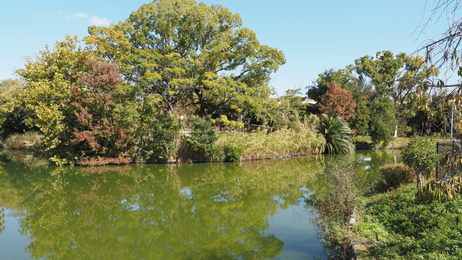 桃ヶ池公園の池の様子