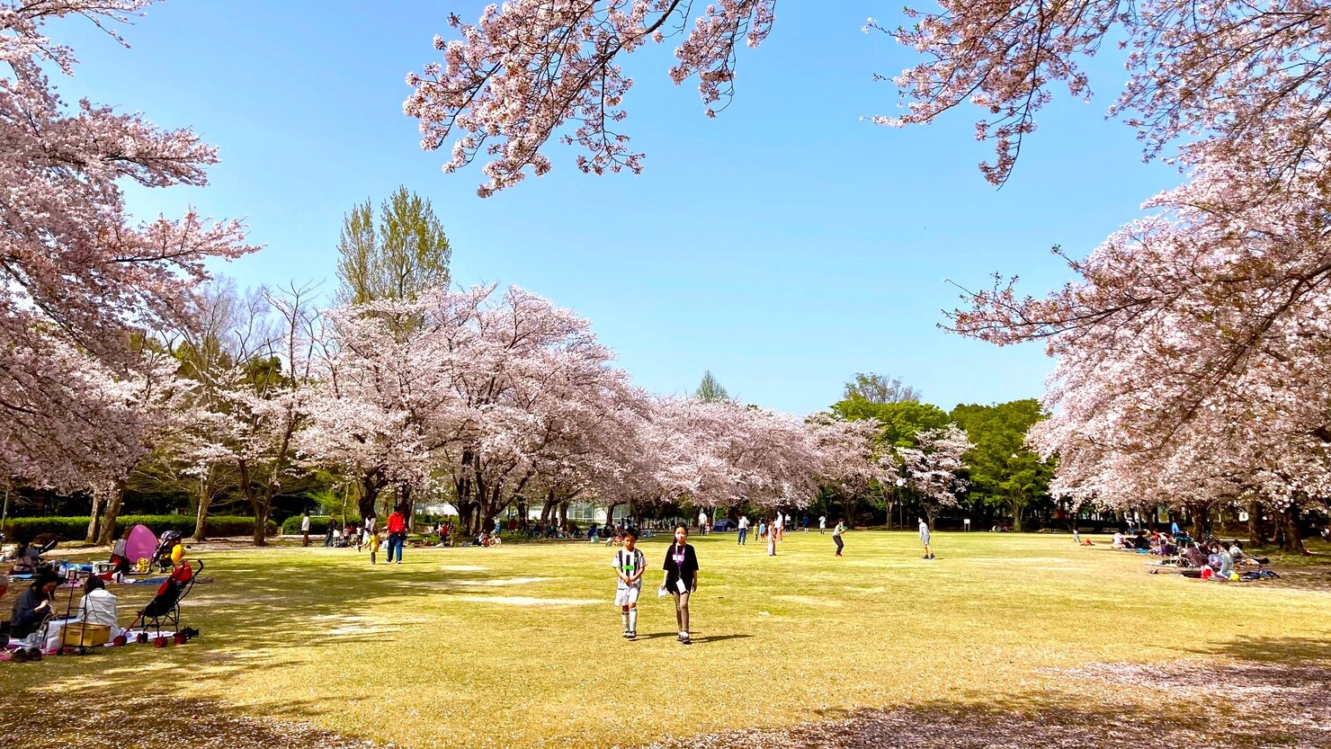 立沢公園の桜　©なのはな