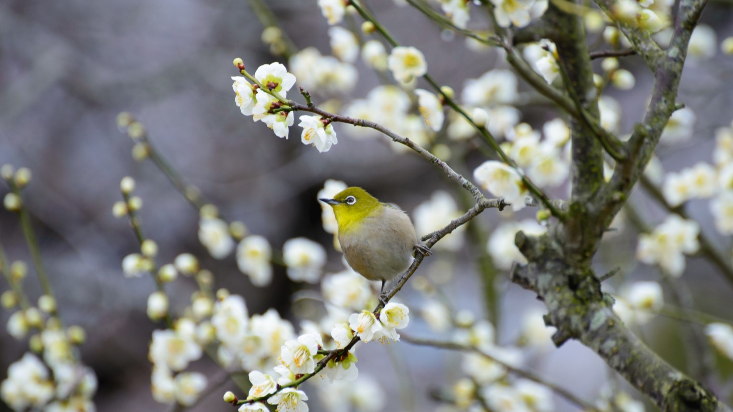 枚岡神社近くにある梅林の梅は、1月ごろに咲き始めるそう。春にはメジロが訪れることも