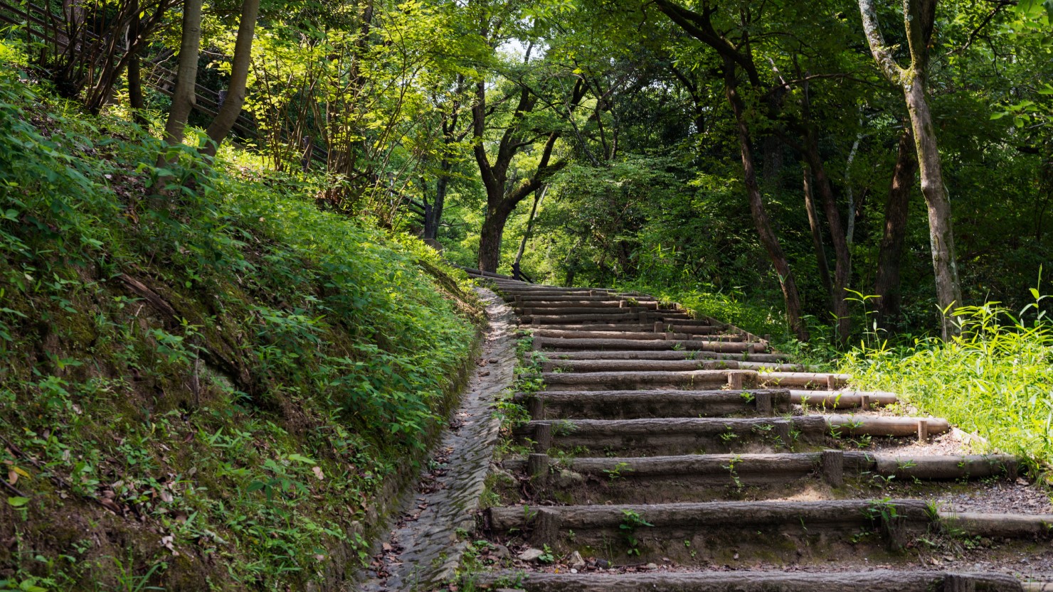 枚岡公園では、季節ごとに様々な鳥類を見ることができる