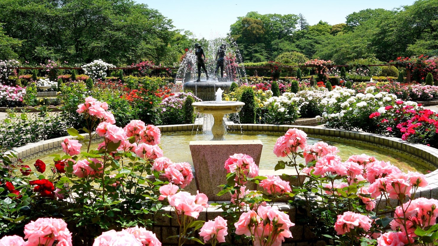 市川市里見公園バラ園