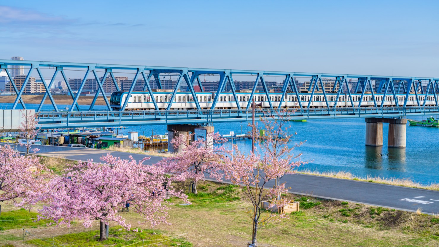 江戸川妙典スーパー堤防自由広場の河津桜