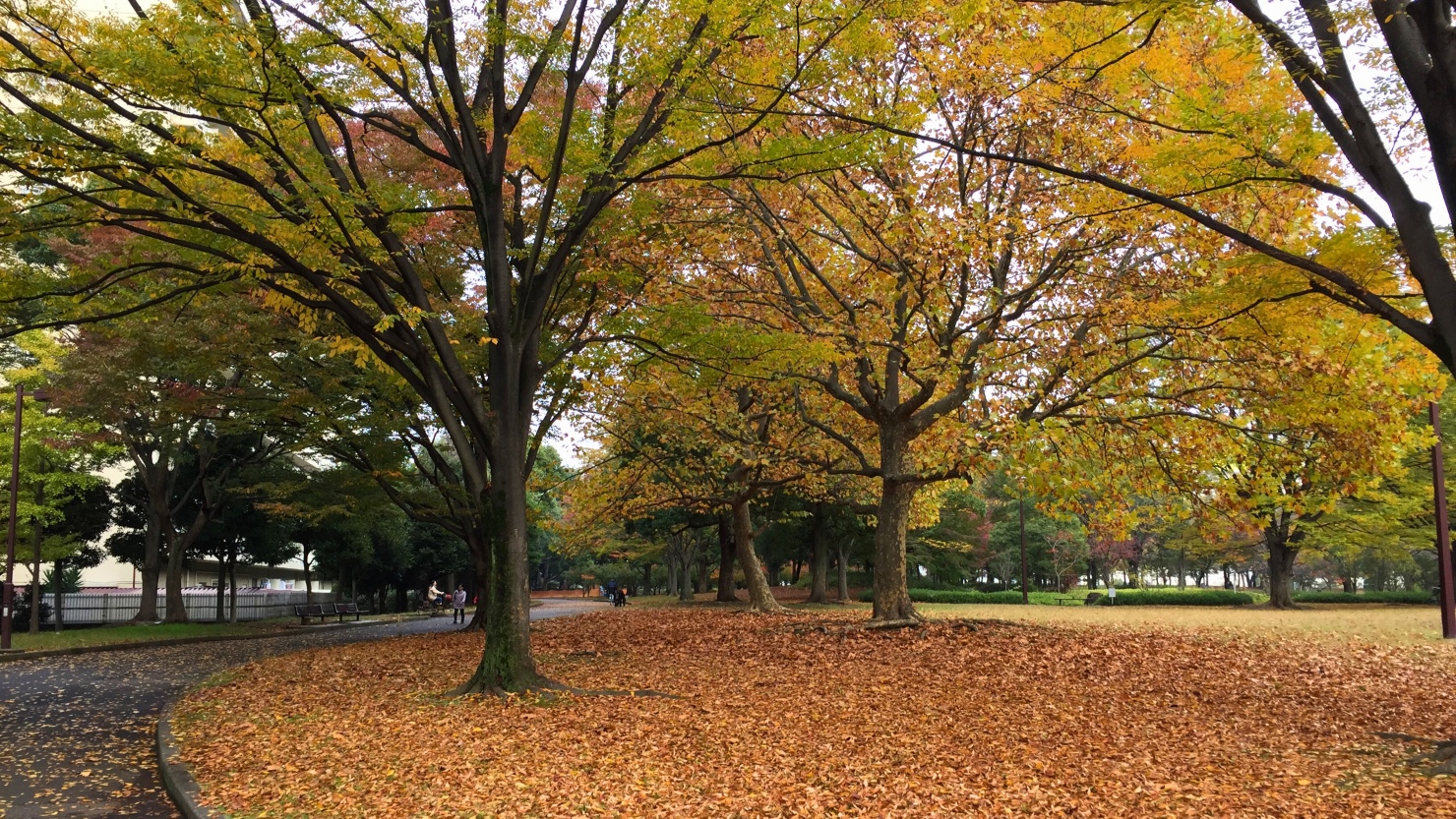 亀戸中央公園（秋の紅葉）