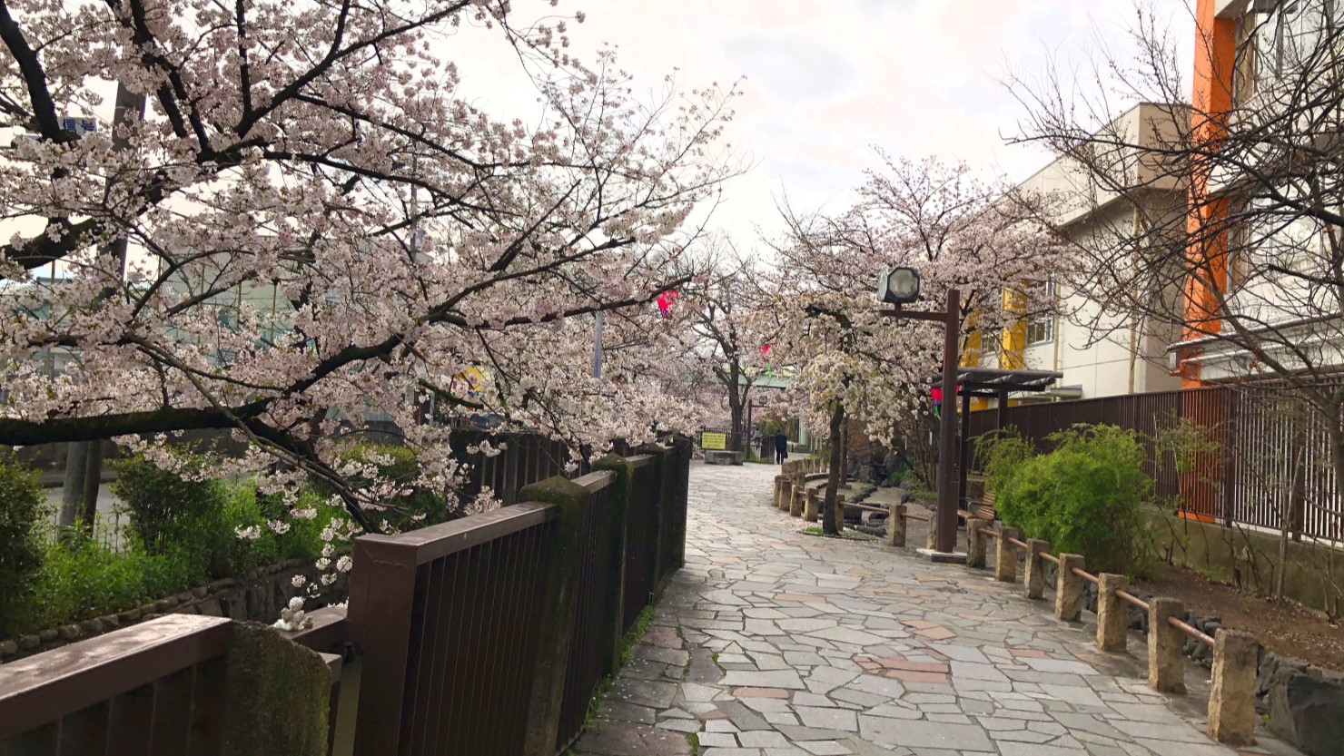 玉串川の桜並木