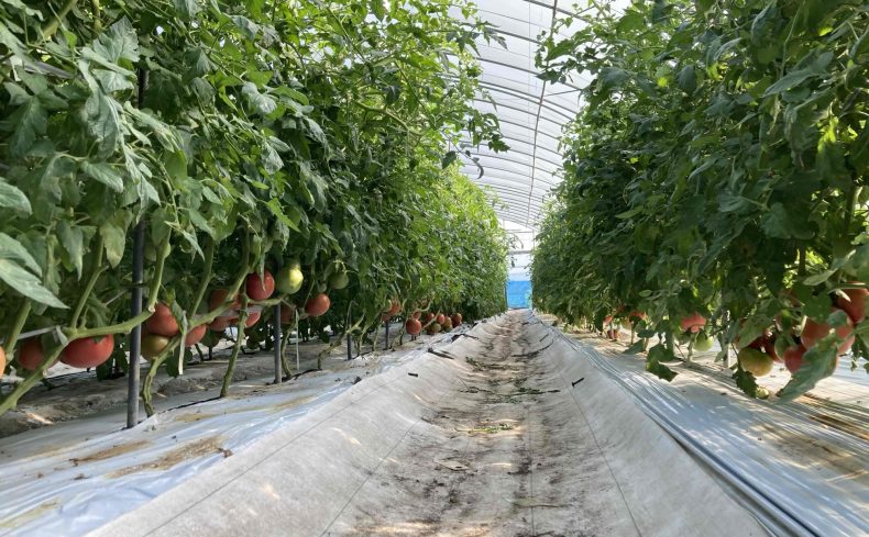 未経験から始める農業ライフ！必要な準備と新規就農体験談