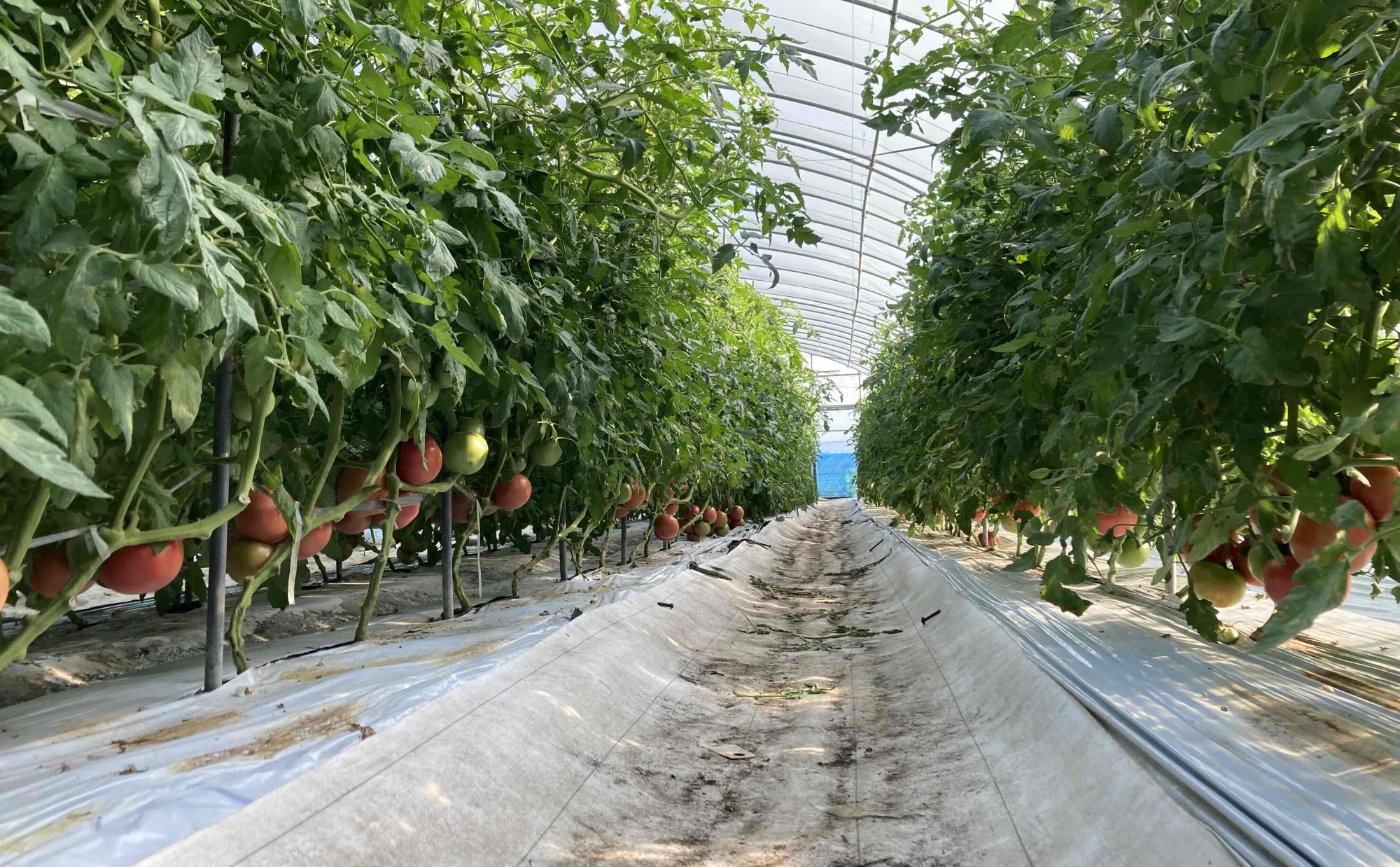 未経験から始める農業ライフ！必要な準備と新規就農体験談