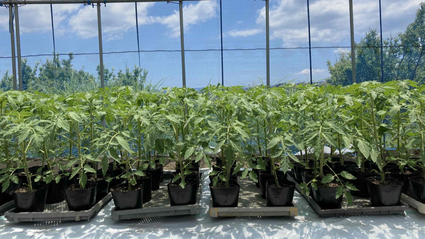 順調に生育中のトマト苗