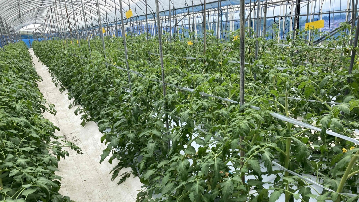 成長中のトマト苗