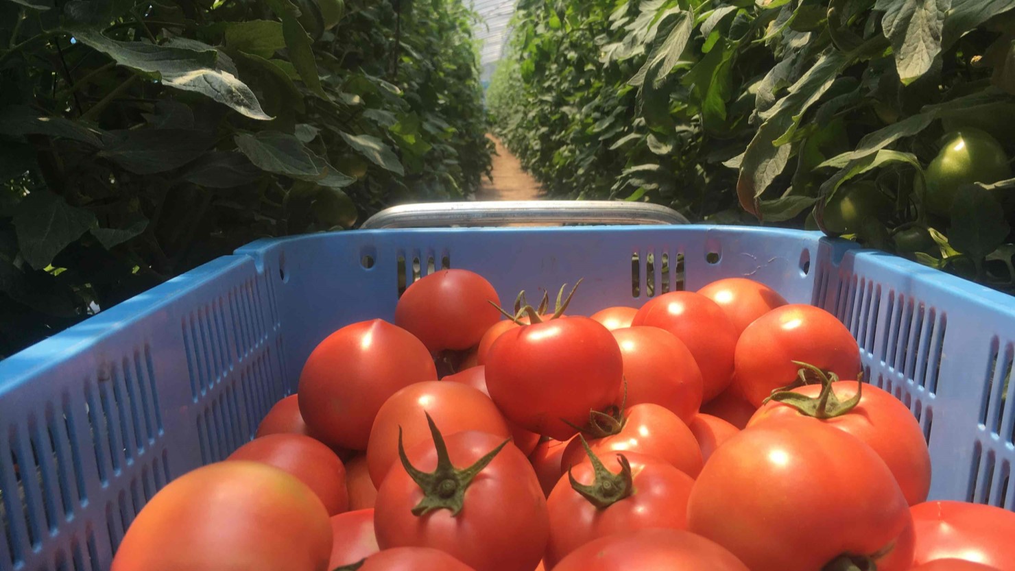 トマトの収穫作業