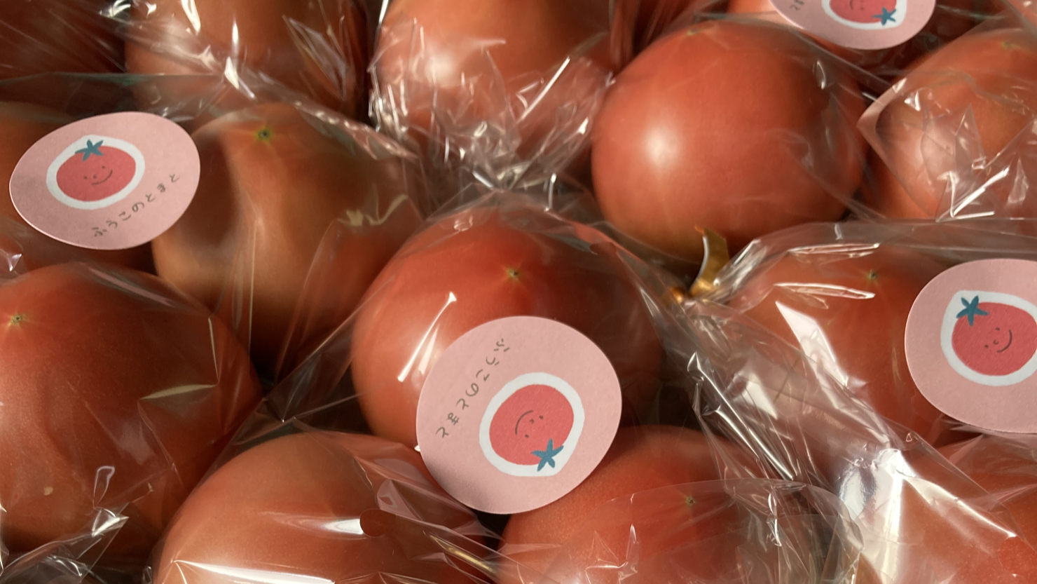 トマトの出荷準備