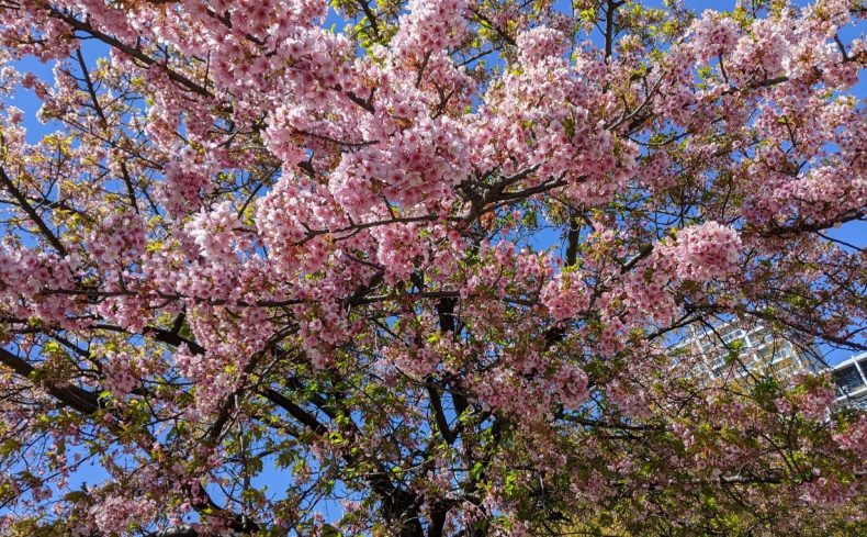 東京都北区での子育て体験談。子育て支援情報や子育てにおすすめのエリアを紹介