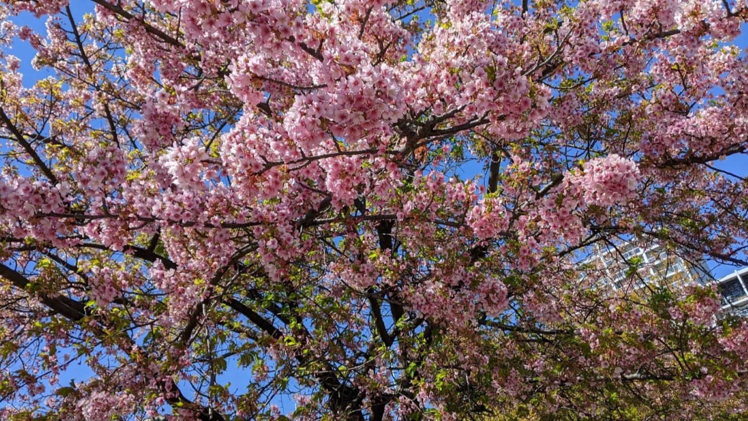 西ヶ原みんなの公園の桜