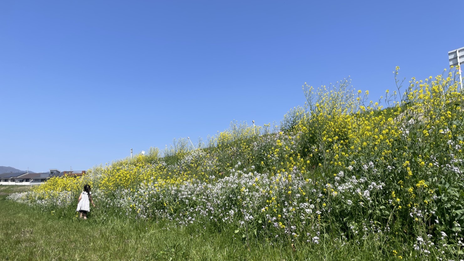 桂川河川敷の菜の花