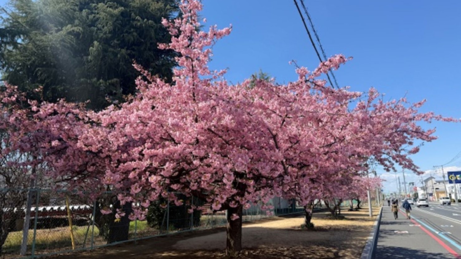 深谷市内の満開の桜