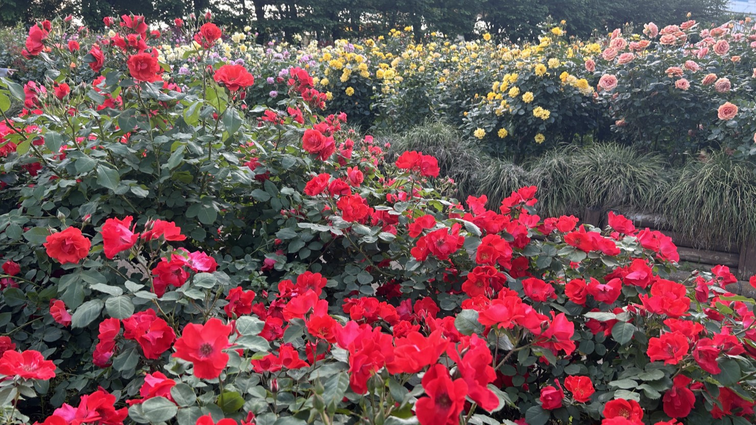 与野公園のバラ園