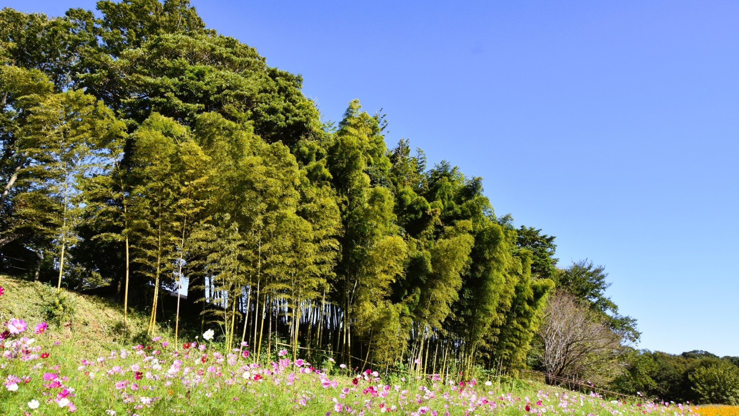 茅ヶ崎里山公園