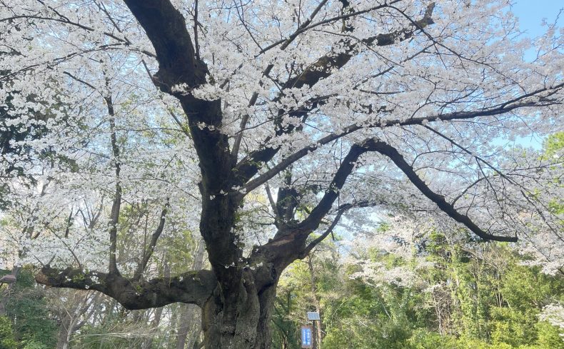 東京都「小平市」での子育て体験談。子育て支援制度やおすすめエリアを紹介