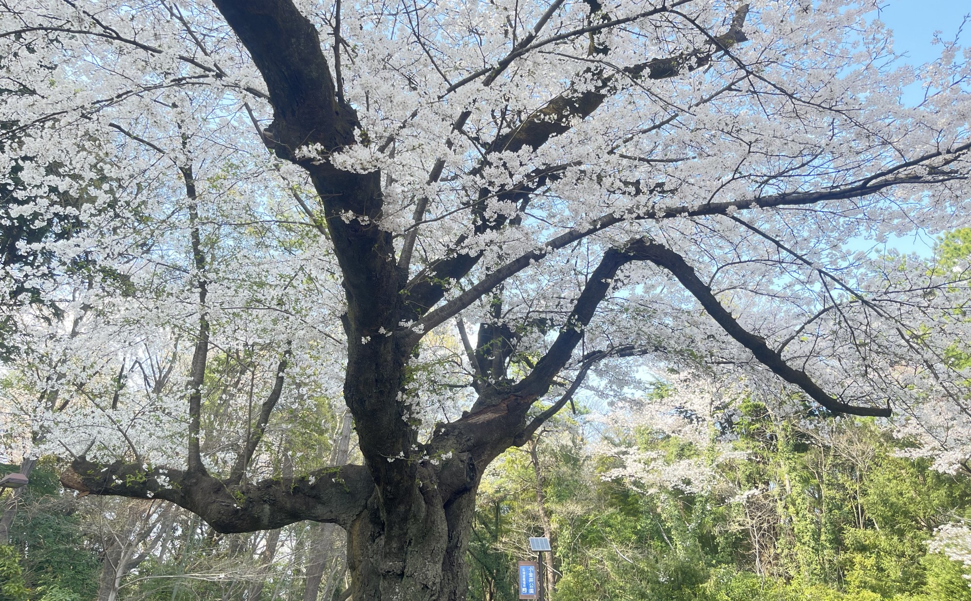 東京都「小平市」での子育て体験談。子育て支援制度やおすすめエリアを紹介