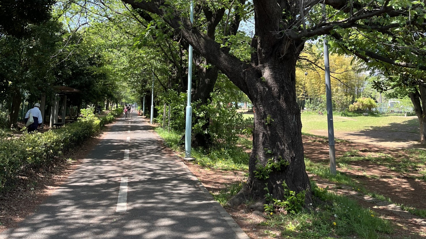 初夏のグリーンロード