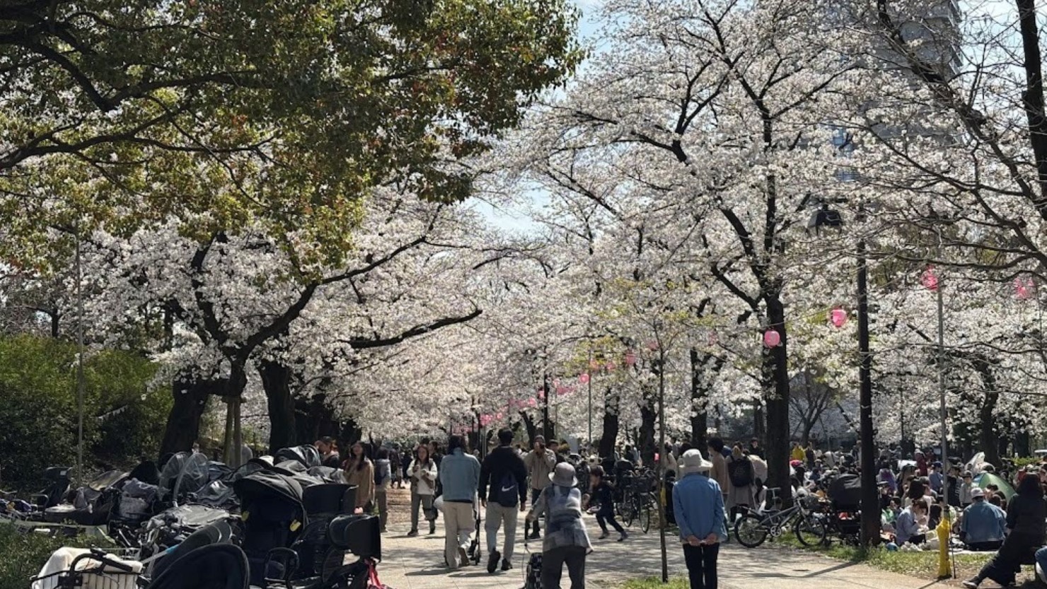 浮間公園の桜