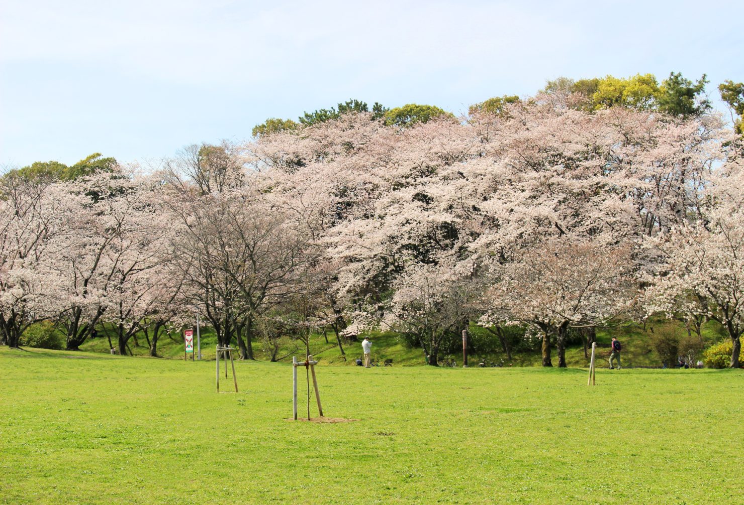 大泉緑地では、春には満開の桜、秋には紅葉も楽しめます