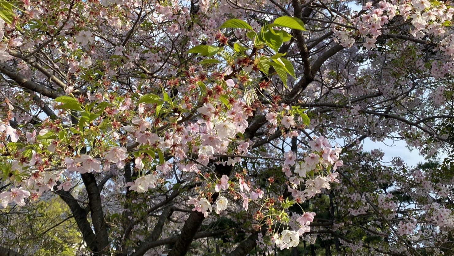 湘南台公園の桜の様子