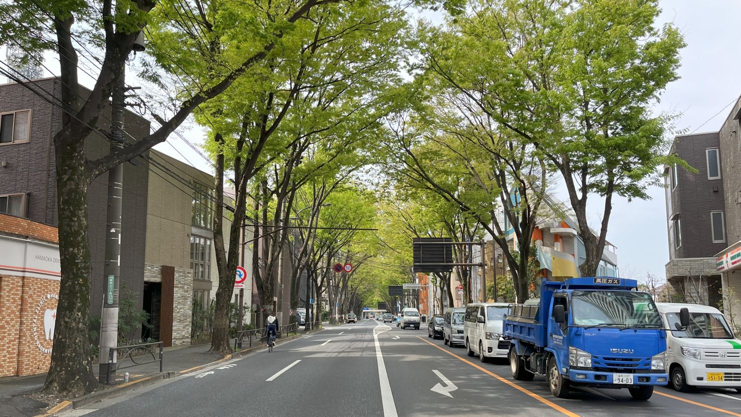 甲州街道のケヤキ並木