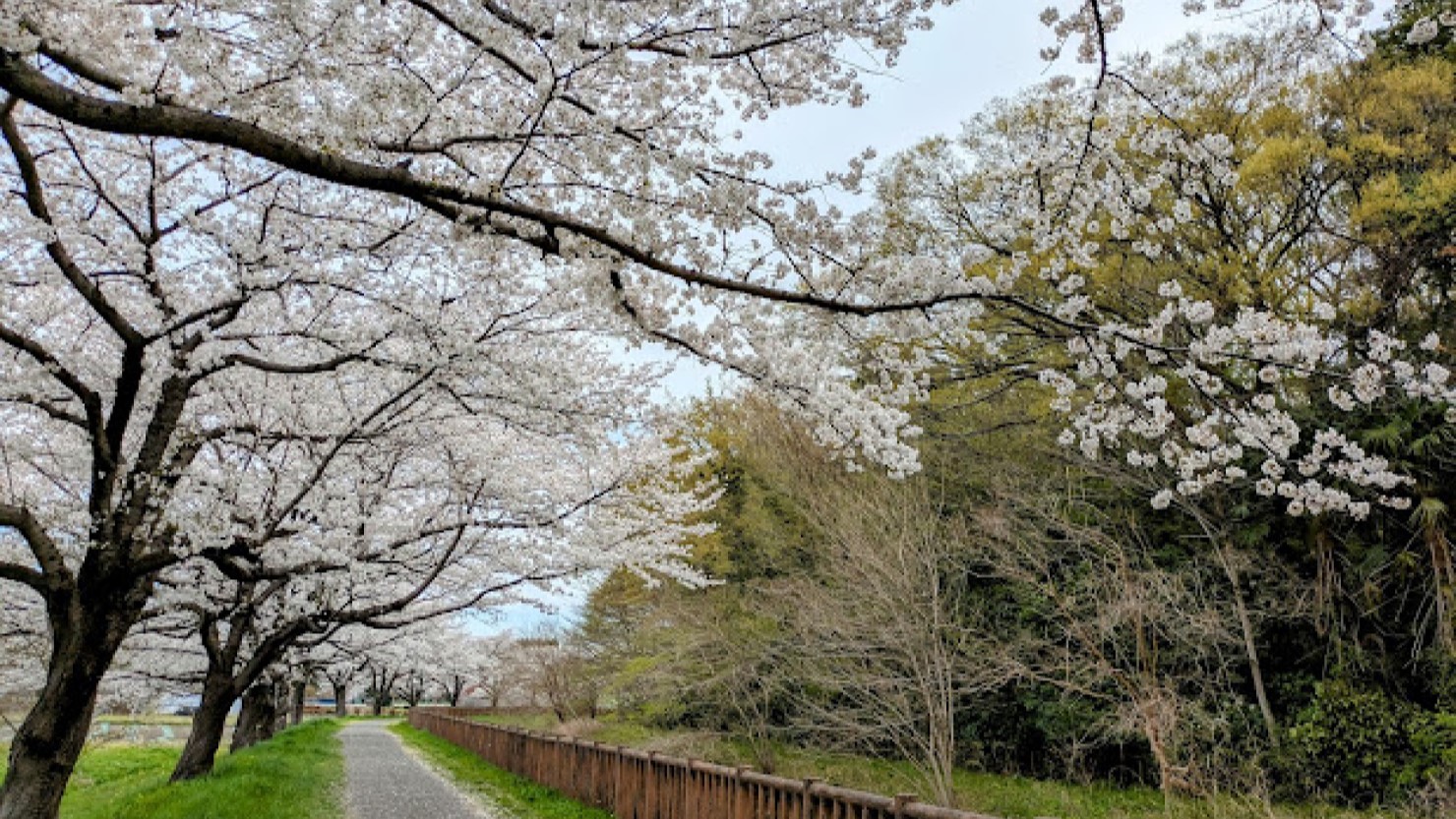 東浦和駅周辺から続いている「見沼田んぼの桜回廊」