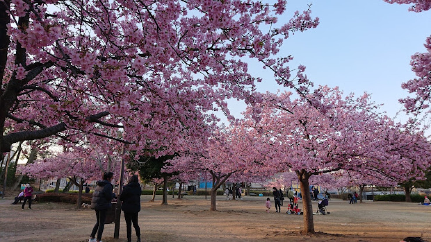 井沼方公園の河津桜