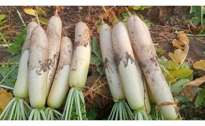 副業農業の体験談！会社員でもできる農業の始め方やおすすめの作物