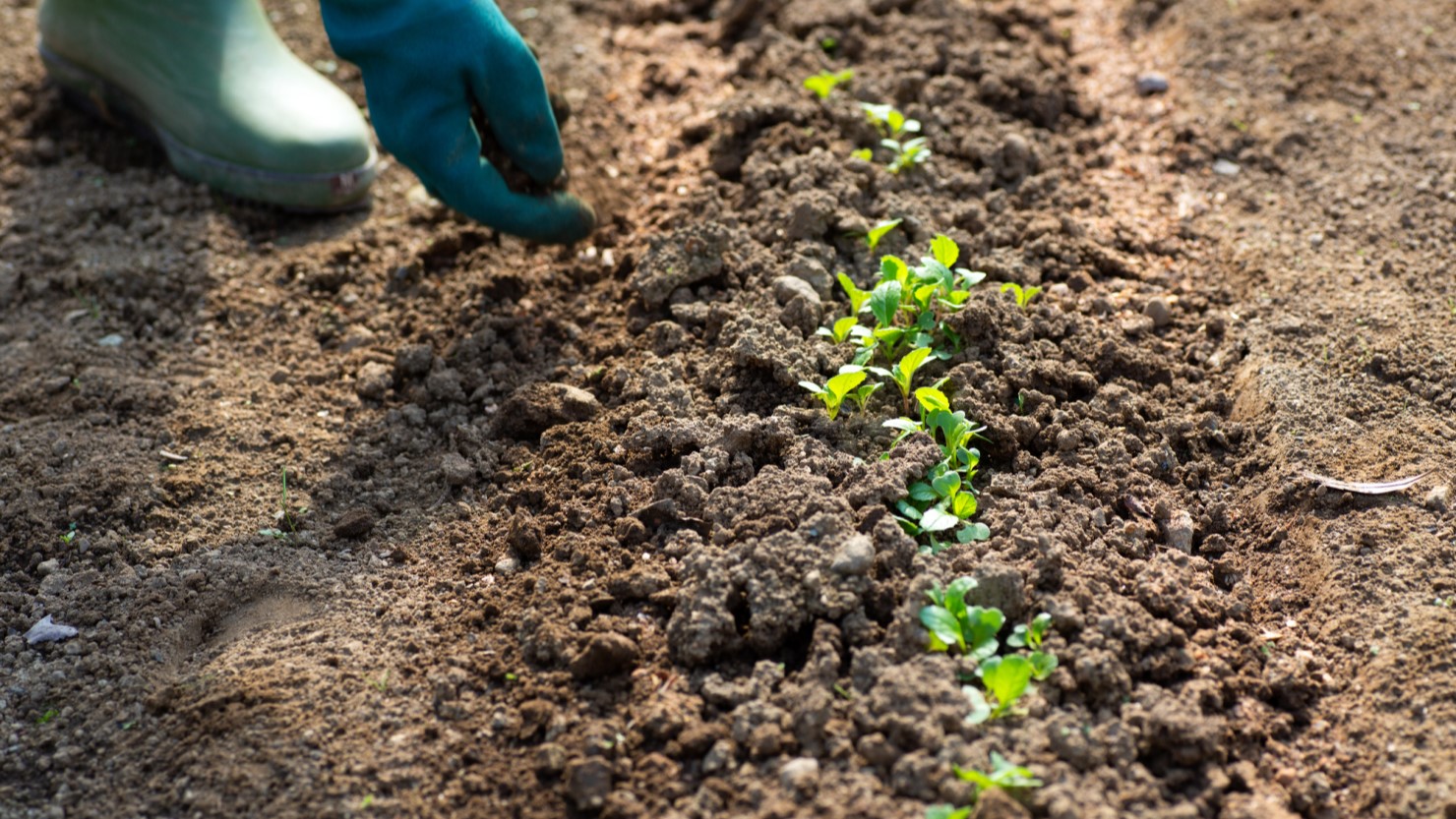 農業の作業風景