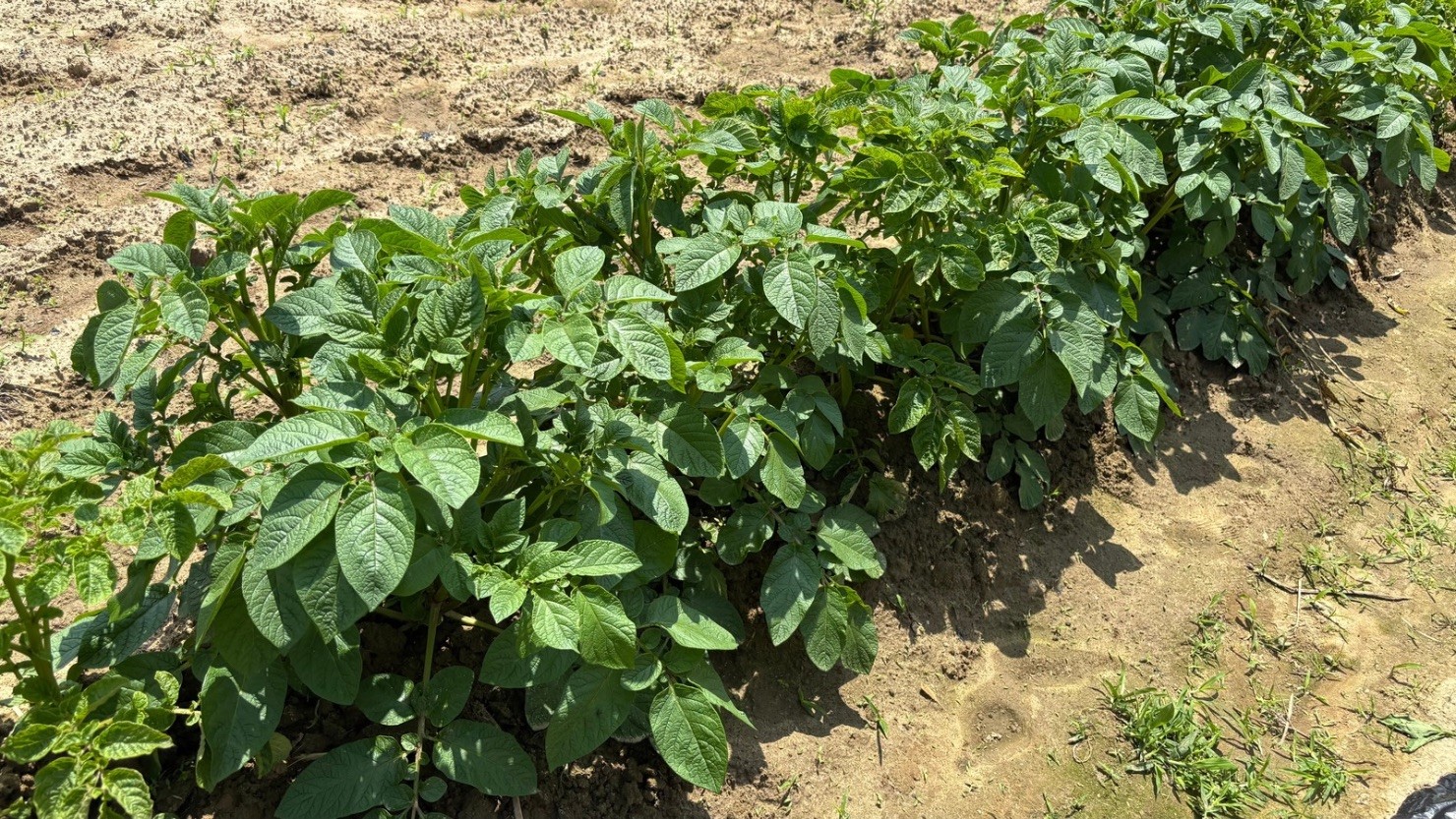畑に植えられているジャガイモ