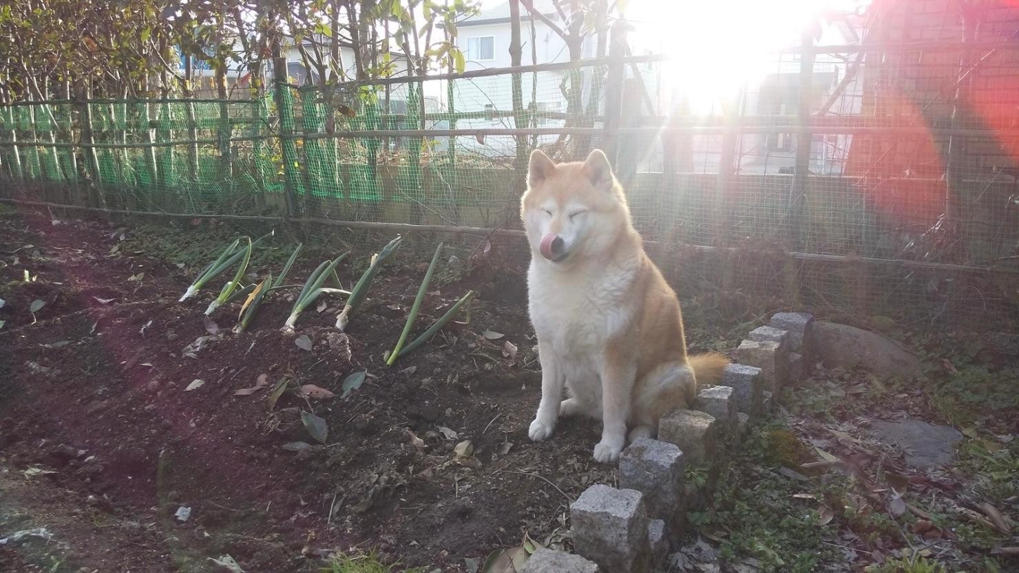 自宅の庭に作った畑の様子　