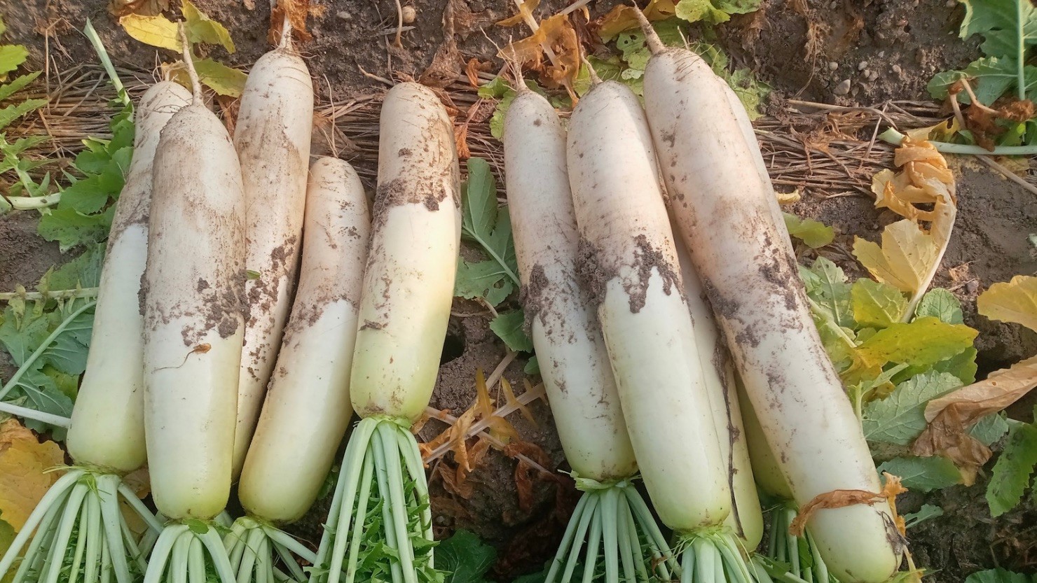 市民農園で収穫した大根