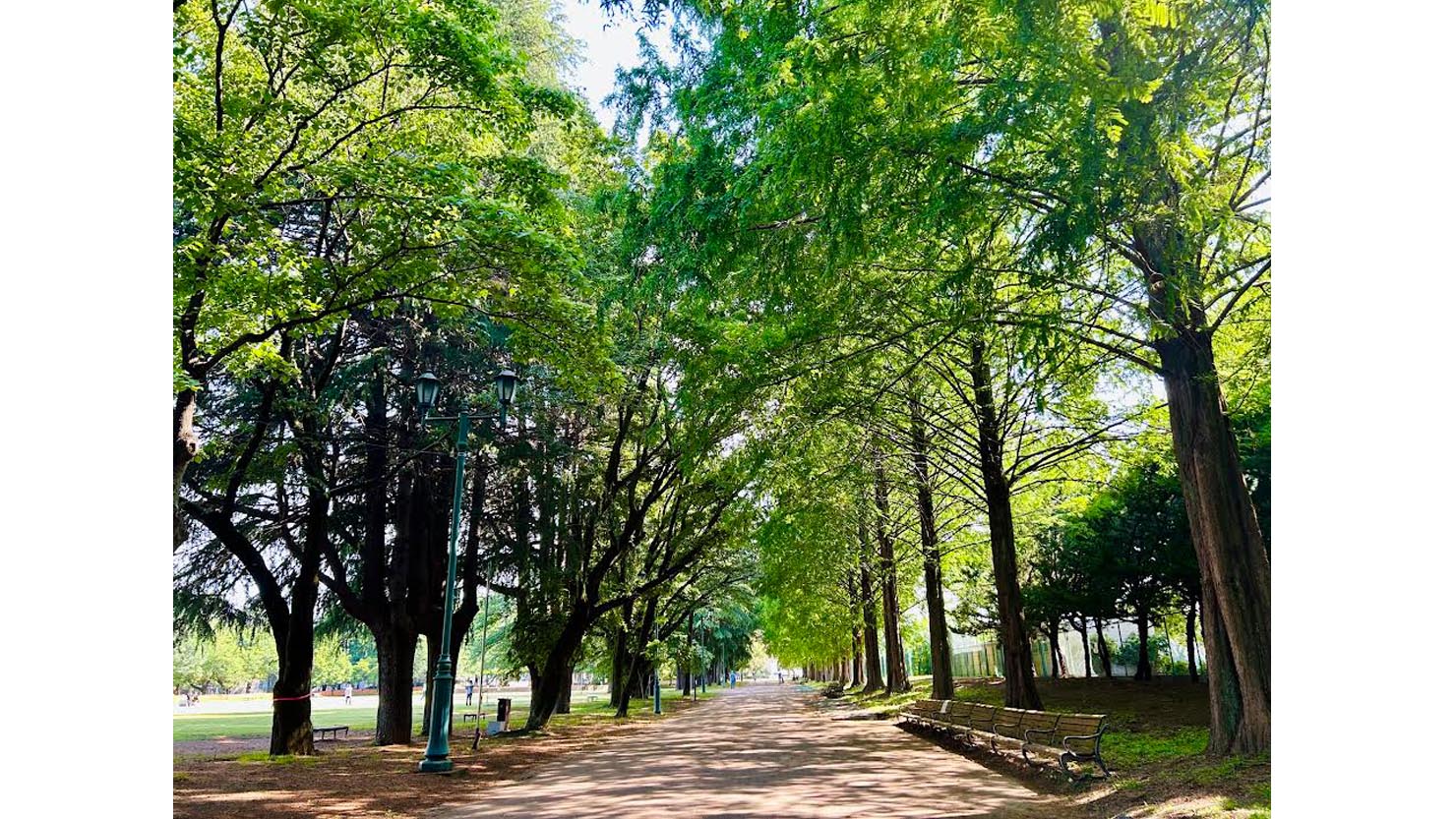 彩の森入間公園では、日差しの中を散歩やジョギングする人が多い