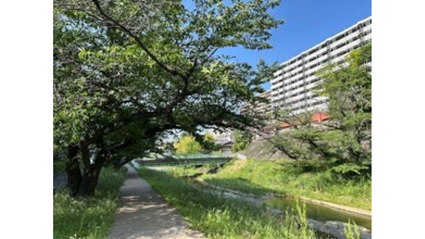 新緑の中に新霞橋が見える