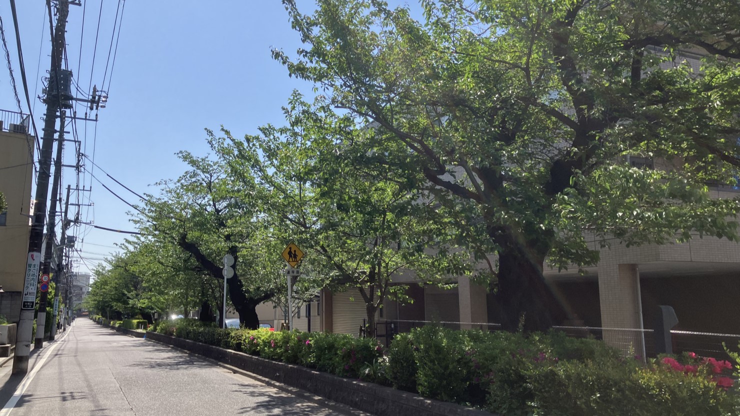 西馬込駅周辺の桜並木